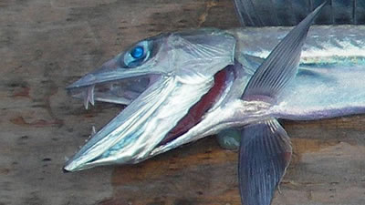 Рыба-дракула найдена на калифорнийском пляже