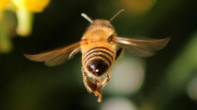 Полёт пчелы над зеркалом исследовали учёные
