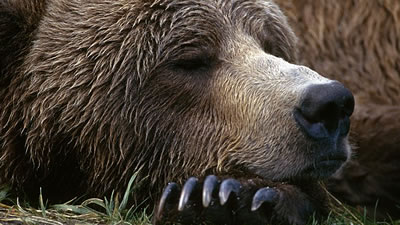 Храп пятерых медведей всю зиму слушала американка