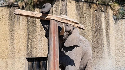 Слон научился уравновешивать бревно на столбе