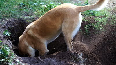 Пёс откопал средневековый клад во время прогулки