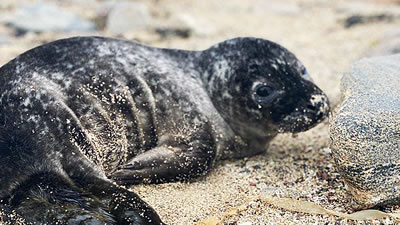 Двух детёнышей серого тюленя спасли в Санкт-Петербурге