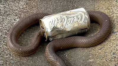 Застрявшую в жестяной банке змею спасли в Австралии