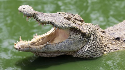 Крокодил погнался за чужим уловом и остался без обеда