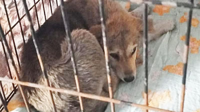 Висевшего на заборе раненого щенка спасли в Биробиджане