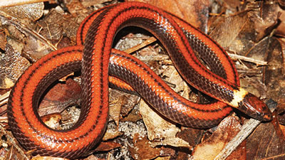 Новый вид змей обнаружили парагвайские учёные