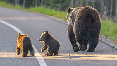 Медвежья семья прогулялась по автотрассе и остановила движение