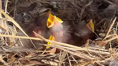 Птица свила гнездо в гриле жительницы Канады