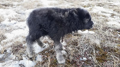 Оставленного матерью трёхдневного овцебыка нашли в Якутии