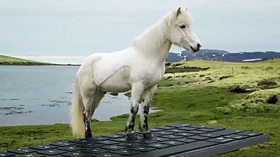 Исландские лошади пишут ответы на электронные письма вместо отпускников