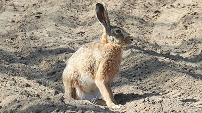 Три десятка зайцев спасли якутские Мазаи