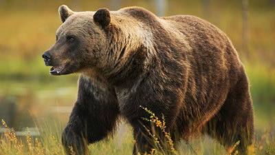Юного медведя избавили от канистры на голове водители из Якутии