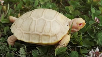 Галапагосская черепаха-альбинос появилась на свет в Швейцарии