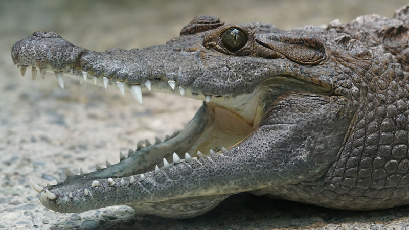 Крокодил повис над выездом из тоннеля и перепугал автовладельцев