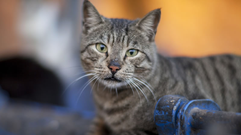 Новый закон позволит кошкам беспрепятственно находиться в подвальных помещениях