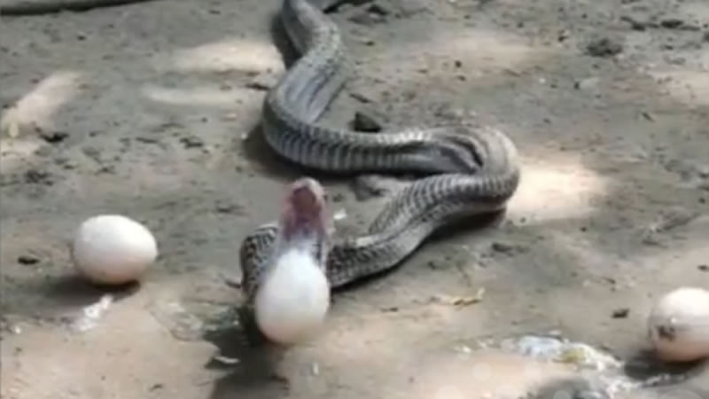 Индийская кобра от страха выплюнула проглоченные куриные яйца. Изображение: кадр из видео