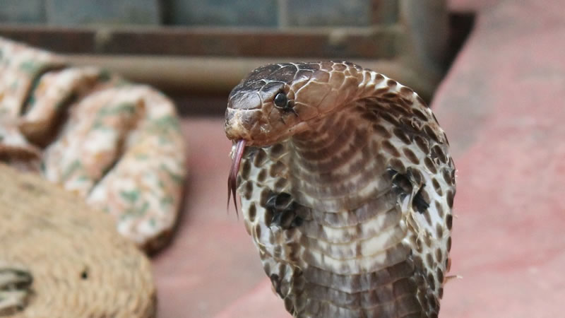 Индийская кобра от страха выплюнула проглоченные куриные яйца