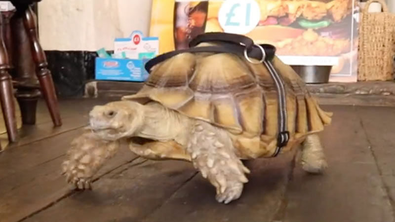 Семилетняя шпороносная черепаха по кличке Нэнси ходит со своим хозяином в пивную