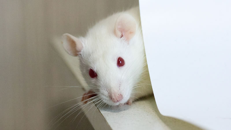 Во время игры в прятки крысы выбирали исключительно непрозрачные укрытия. Фото: Shutterstock