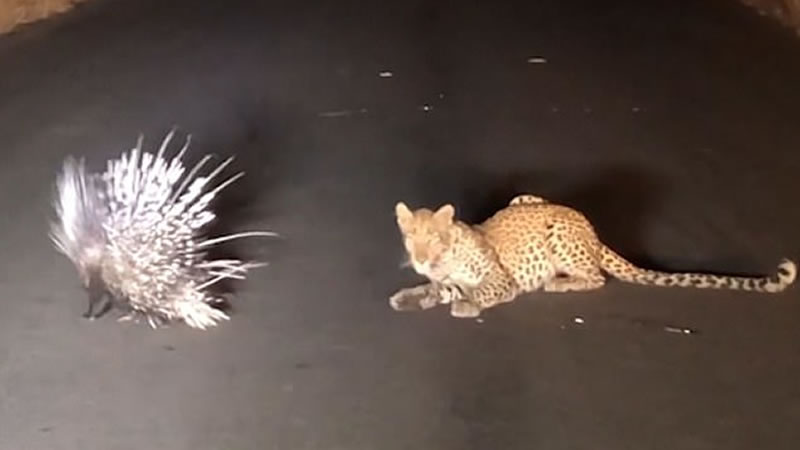 Леопард пытается напасть на дикобраза. Изображение: кадр из видео