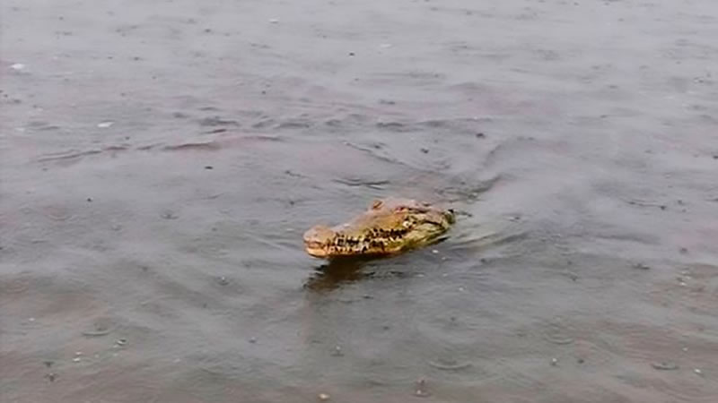 Гребнистого крокодила заметили в воде неподалёку от пляжа. Изображение: кадр из видео