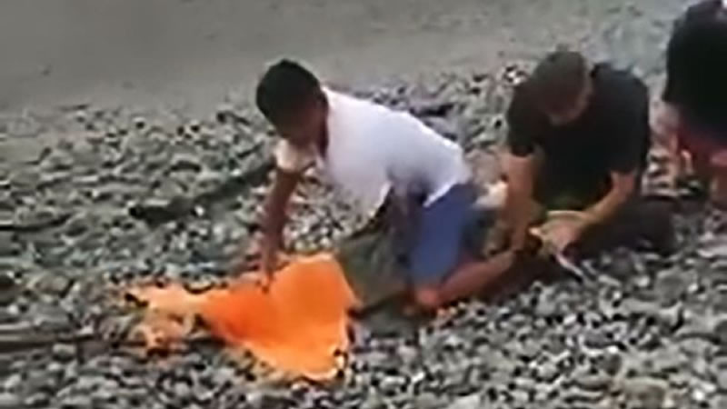 Пыползшего на пляж крокодила поймали с помощью полотенца и верёвки. Изображение: кадр из видео