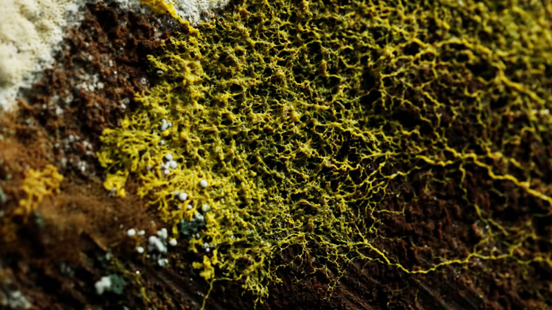 Внешне Капля напоминает грибок, однако её поведение свойственно животным. Фото: Benoit Tessier / Reuters