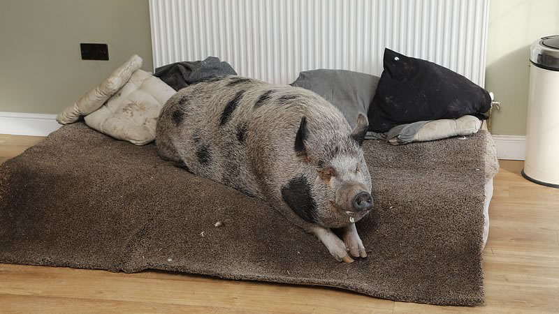Привыкшая к комфорту свинья не хочет спать в хлеву. Фото: Dave Evitts / SWNS