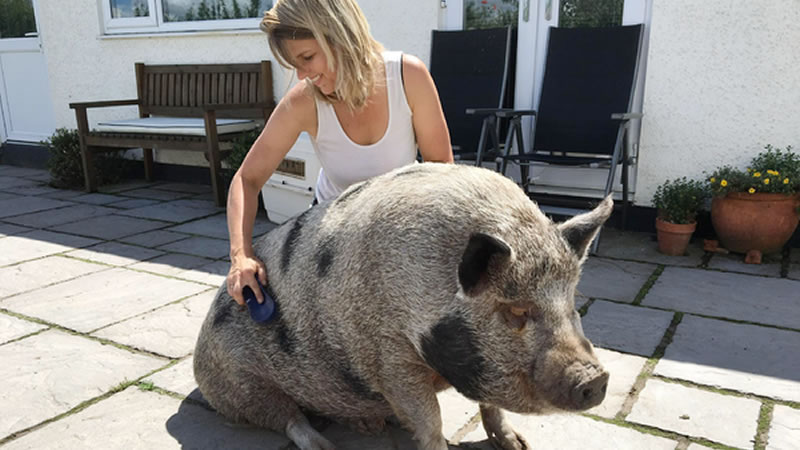 Свинья Грейс с хозяйкой. Фото: Nigel Graham