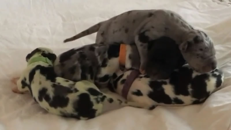 Собака родила щенка с зелёной шерстью. Изображение: кадр из видео