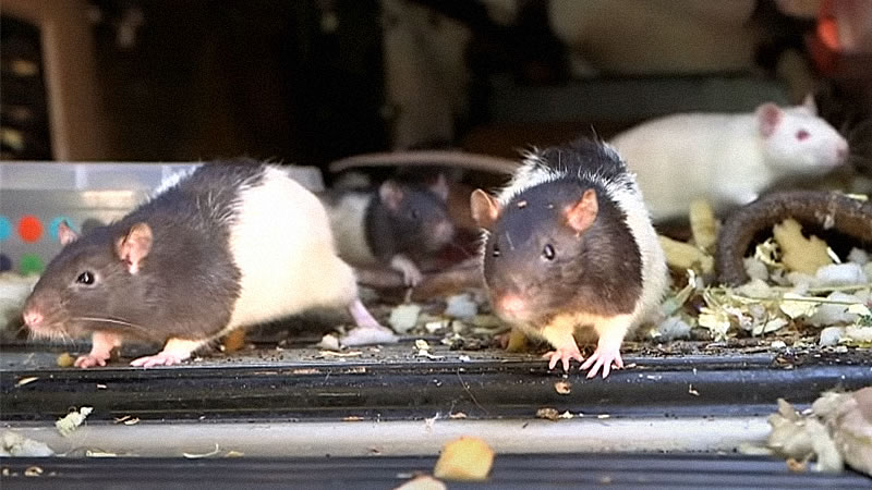 Две декоративные крысы увеличили свою численность до 320 особей за короткий срок. Изображение: кадр из видео