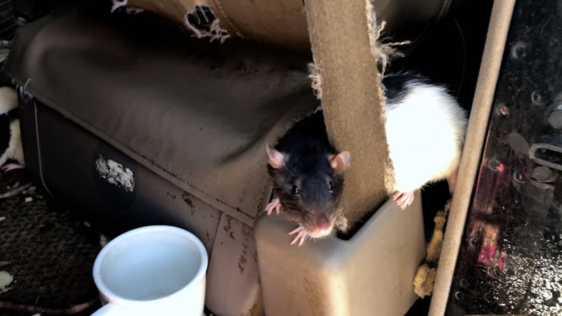 Две декоративные крысы увеличили свою численность до 320 особей за короткий срок. Фото: San Diego Humane Society