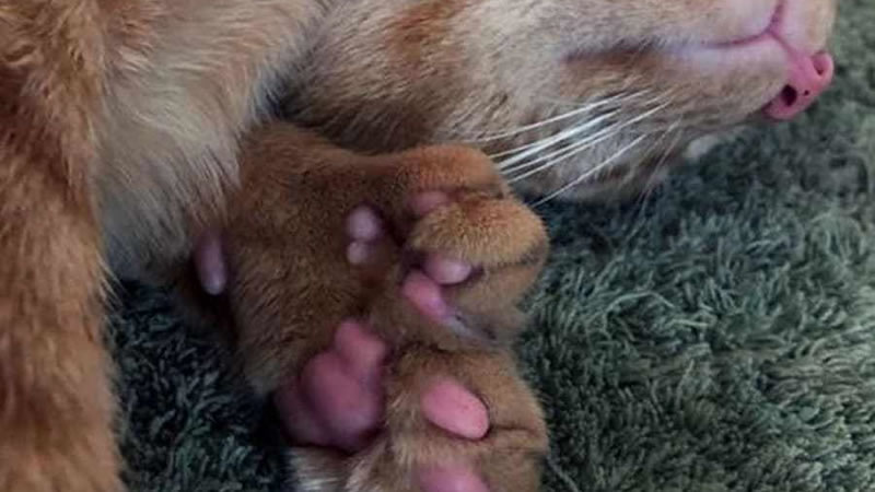Кот по кличке Маршалл с дополнительными пальцами на лапах. Фото: Caters News Agency