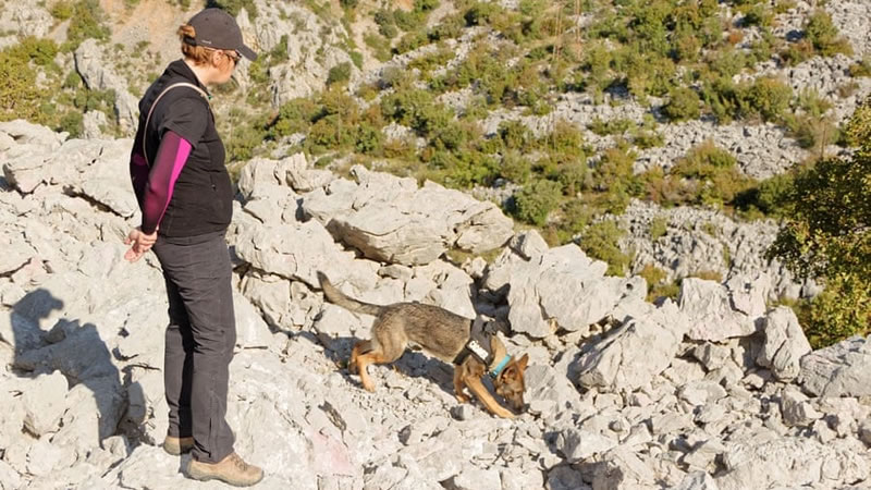Собаки способны находить древние захоронения с помощью обоняния. Фото: Zlatko Bala / Department of Archaeology / University of Zadar
