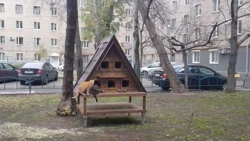 В одном из московских дворов появился дом для бездомных кошек. Изображение: кадр из видео
