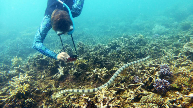 «Фантастическая бабушка» фотографирует морскую змею. Изображение: кадр из видео