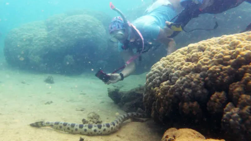 «Фантастическая бабушка» фотографирует морскую змею. Изображение: кадр из видео