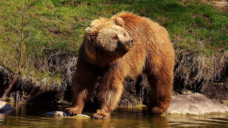 Медведи не содержатся в клетках, а свободно гуляют по территории приюта