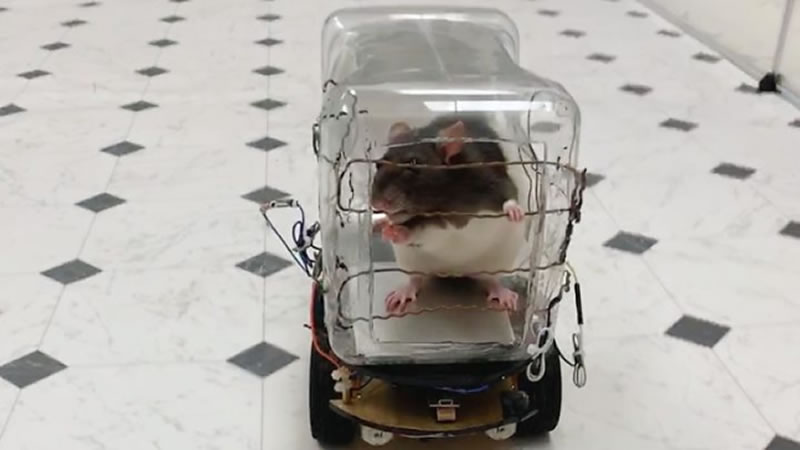 Крыса водит электромобиль. Изображение: кадр из видео