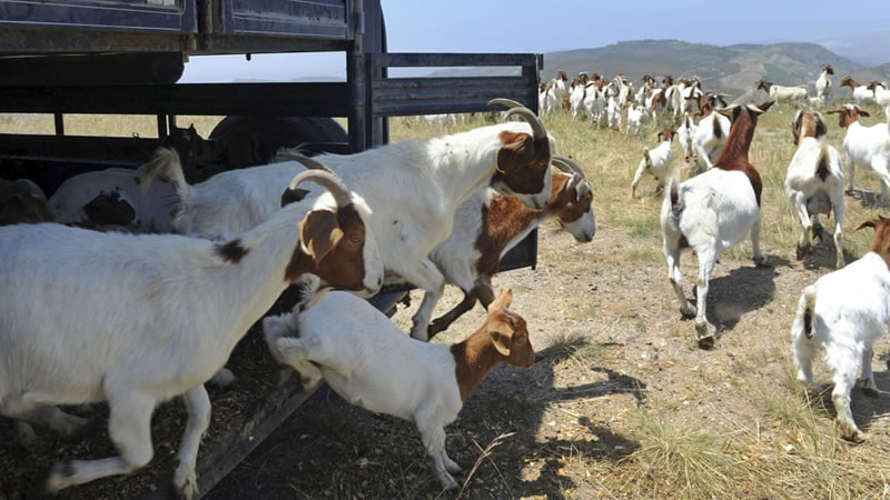 Стадо из 500 коз наняли для спасения библиотеки Рональда Рейгана от пожара. Фото: Juan Carlo AP
