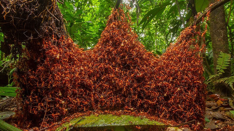 Бивуак кочевых муравьёв. Фото: Daniel Kronauer