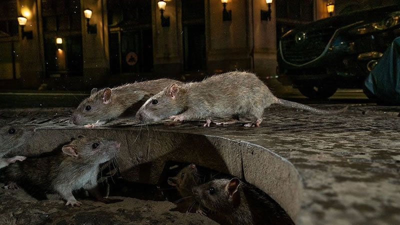 Крысы на улицах Нью-Йорка. Фото: Charlie Hamilton James