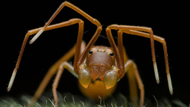 Замаскированный под муравья паук-краб. Фото: Ripan Biswas