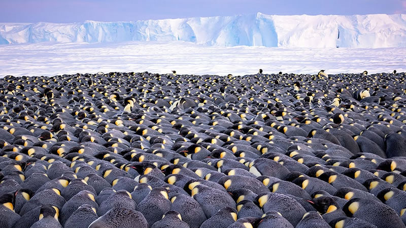 Императорские пингвины на ледовом шельфе в Антарктике. Фото: Stefan Christmann