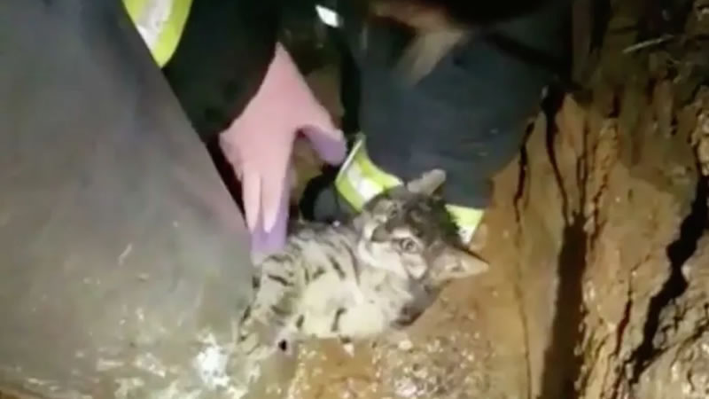 Спасатели извлекают котёнка из фонарного столба. Изображение: кадр из видео