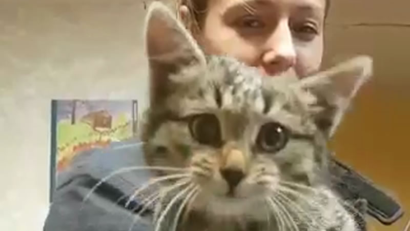 Спасённый из фонарного столба котёнок. Изображение: кадр из видео