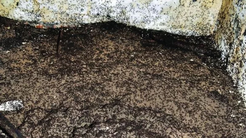 Колония муравьёв на полу бункера. Фото: Wojciech Stephan