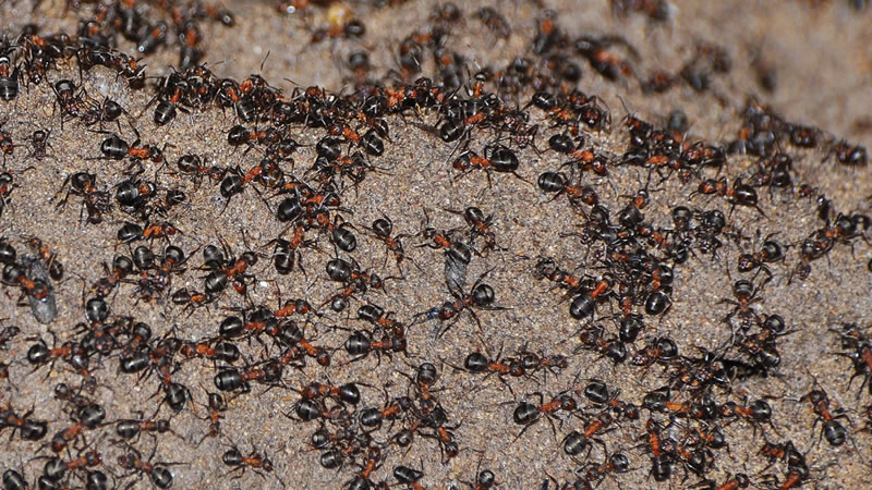 Лесные муравьи в бункере времён СССР. Фото: Wojciech Stephan
