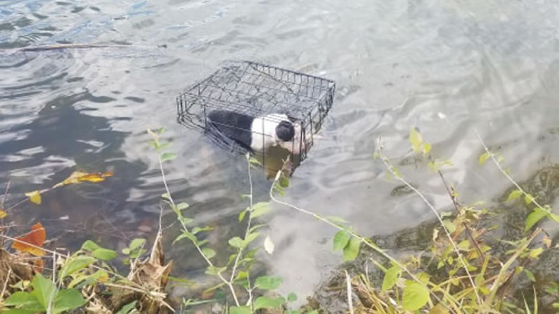 Клетка с собакой в озере Кауфман. Фото: Bryant Fritz