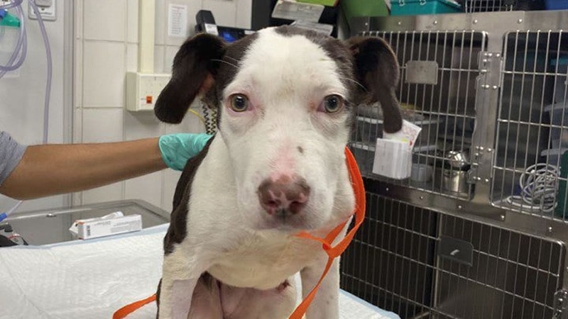 Спасённая из озера собака Дори в ветеринарной клинике. Фото: UI Veterinary Teaching Hospital
